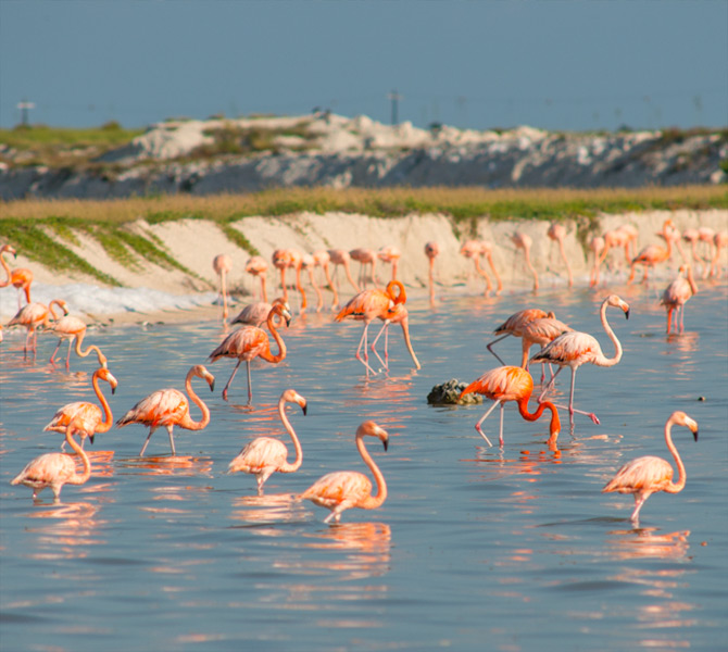 Excursión guiada a Reserva de Ria Lagartos - Hotel Posada San Juan Valladolid