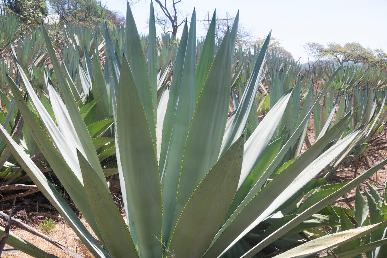 Degustación de Mezcal con Rubén Ayora imagen 8
